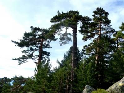 Siete Picos:Senda Herreros,Camino Schmid(Schmidt); rutas senderismo; excursiones cerca de madrid;rut